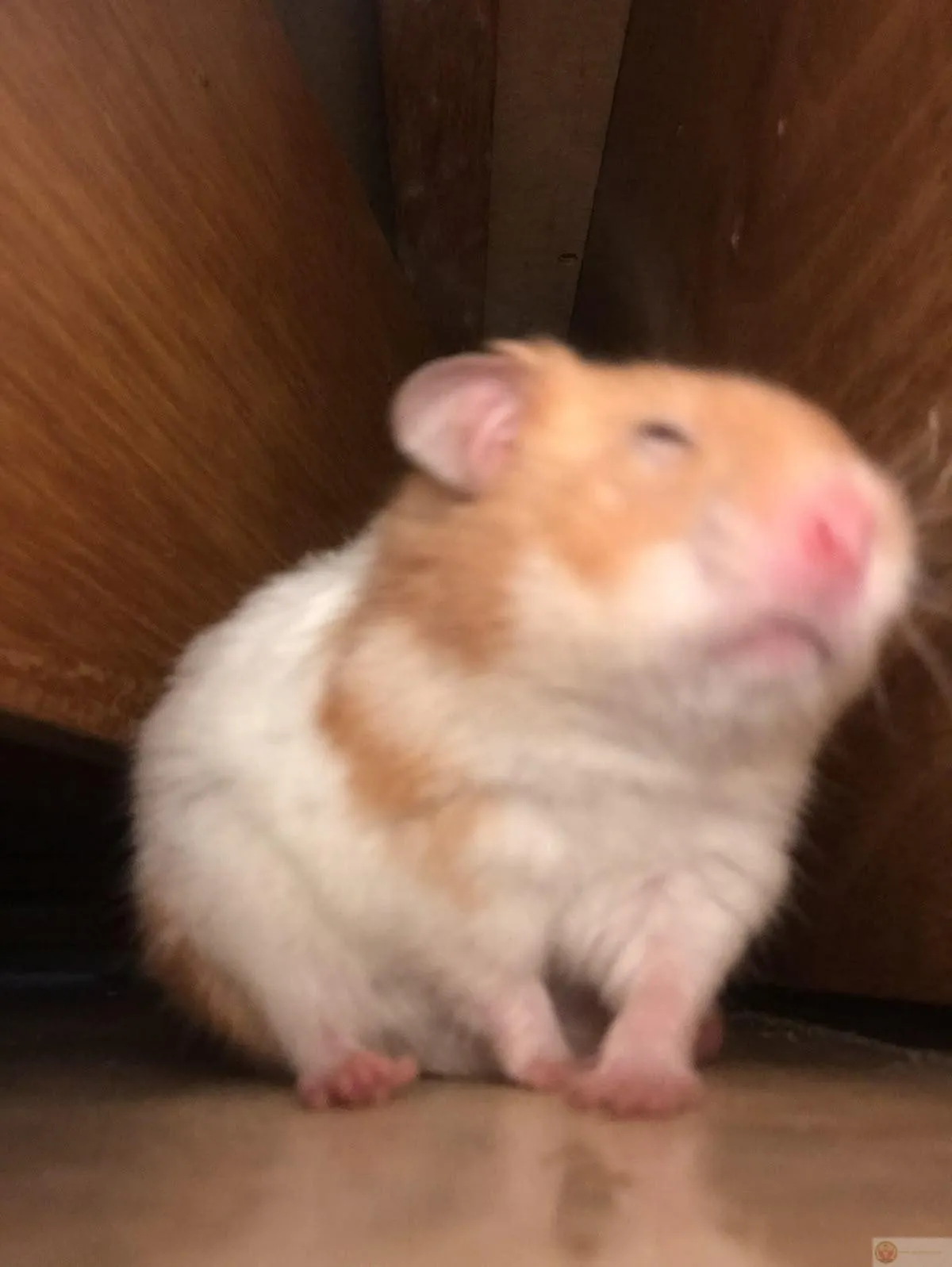 Bộ ảnh hamster hài giúp group chat thêm thú vị hơn