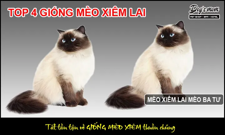 Bộ lông colorpoint dày dặn của mèo xiêm lai ba tư, thể hiện sự pha trộn giữa giống Ba Tư và Xiêm