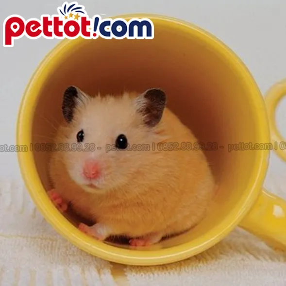 Bộ lông của Hamster Bear