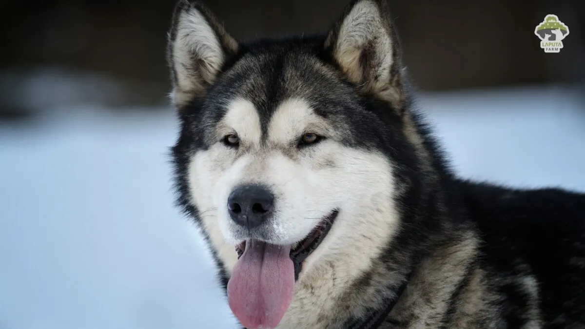 Bộ lông dày hai lớp của chó Alaska, thích nghi với môi trường khí hậu lạnh giá khắc nghiệt