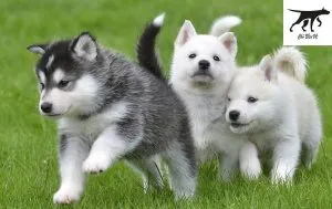 Bộ lông hai lớp dày dặn đặc trưng của chó Husky Siberian