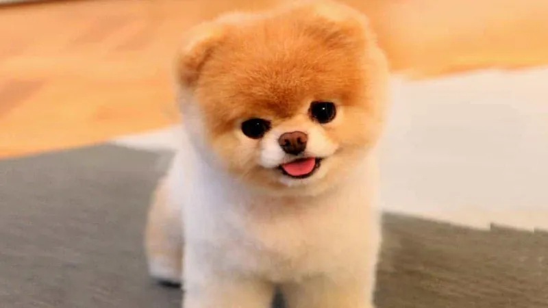 Bộ lông kép dày và mềm mượt của chó phốc sóc pomeranian