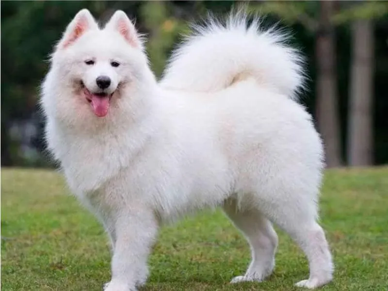 Bộ lông trắng dày dặn của chó Alaska Malamute đang chạy trên đồng cỏ xanh