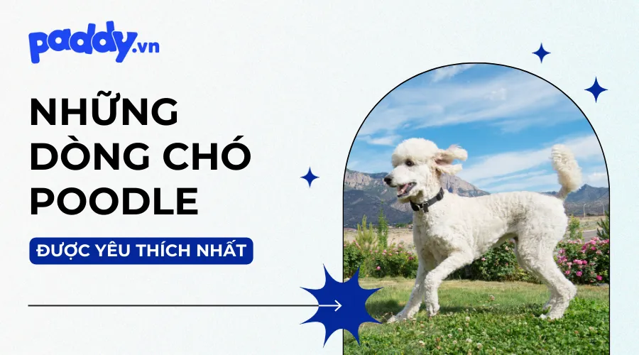 Bộ lông xoăn đặc trưng của các loại chó Poodle