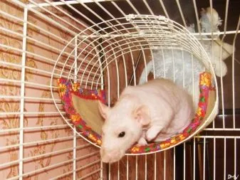 Bộ phụ kiện chuồng trại cơ bản cho chuột bạch tạng