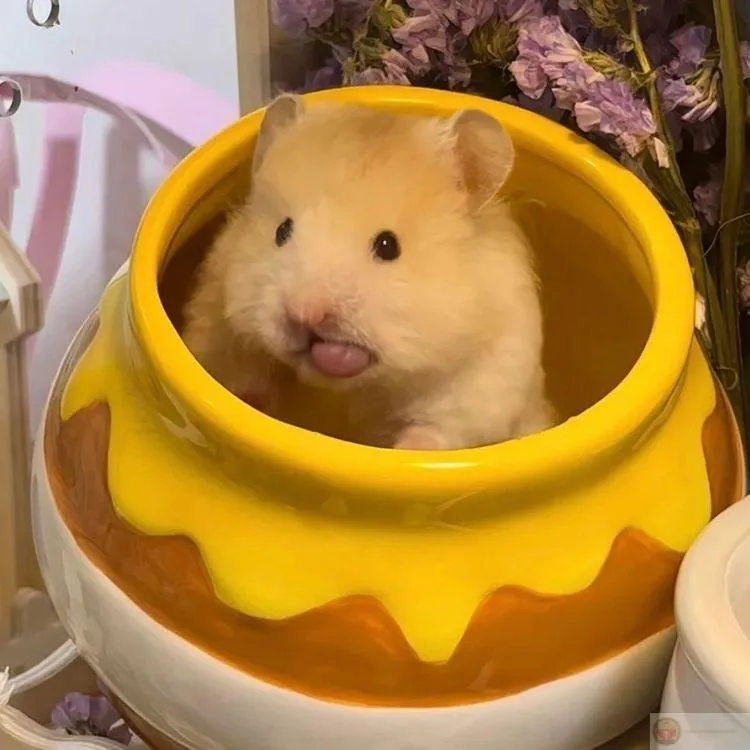 Bộ sưu tập ảnh chế hamster làm trò chuyện thêm vui vẻ rộn rã