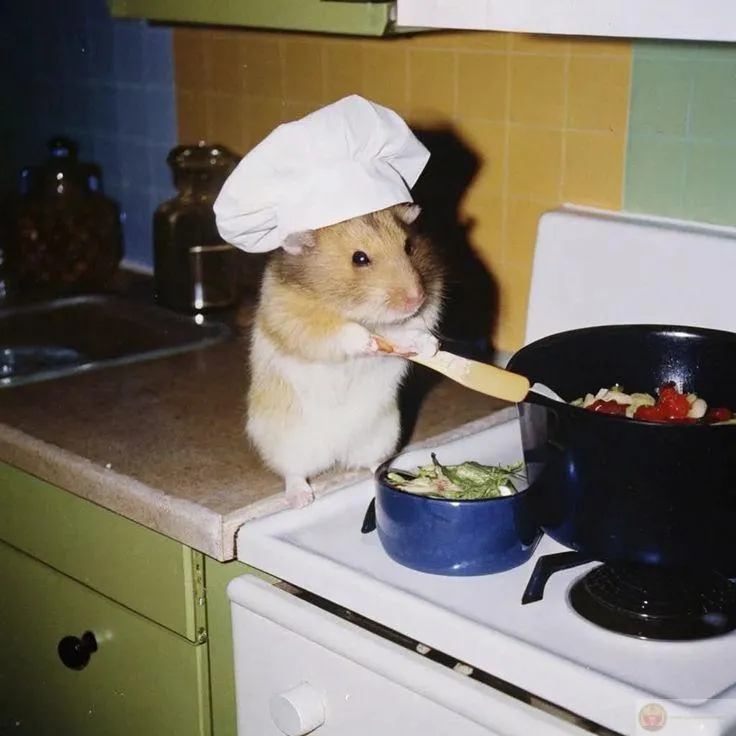 Bộ sưu tập hài hước từ hamster được fan vô cùng yêu thích