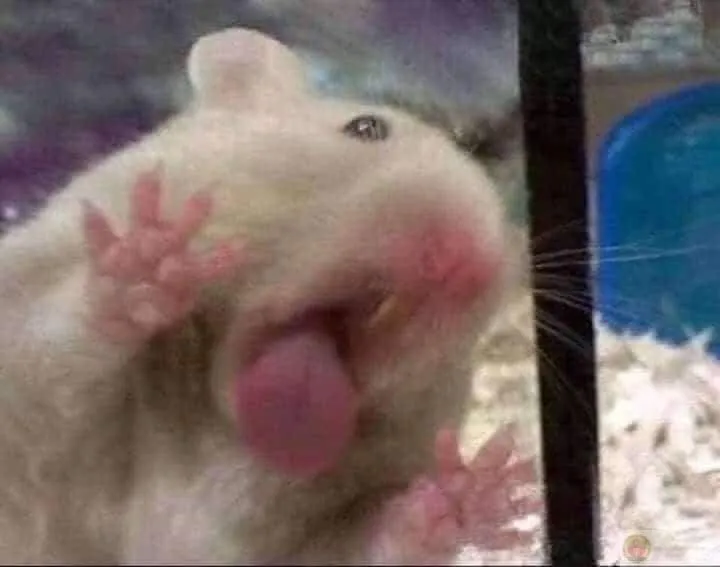 Bộ sưu tập hài từ hamster tăng niềm vui cho ngày dài