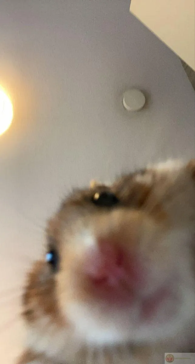 Bộ sưu tập hamster đáng yêu khiến group chat thêm phần nhộn nhịp