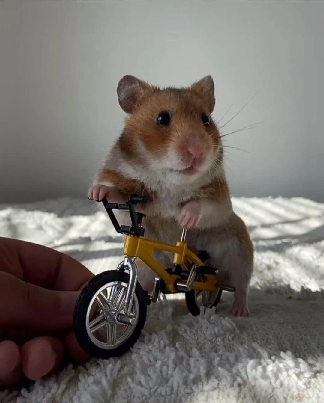 Bộ sưu tập hamster đáng yêu làm fan thích mê