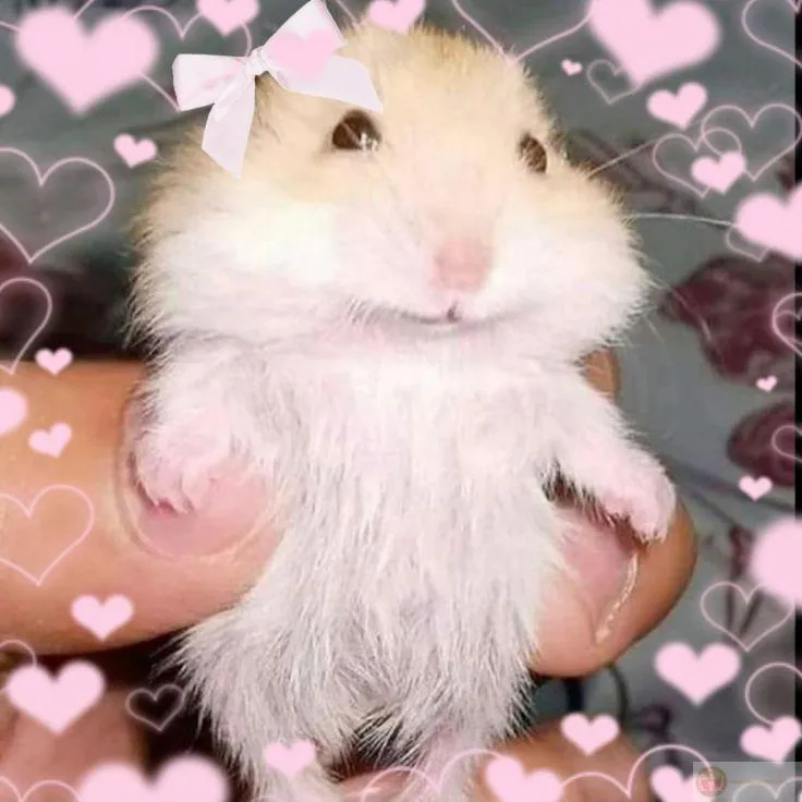 Bộ sưu tập hình hài khiến người xem yêu thích và chia sẻ