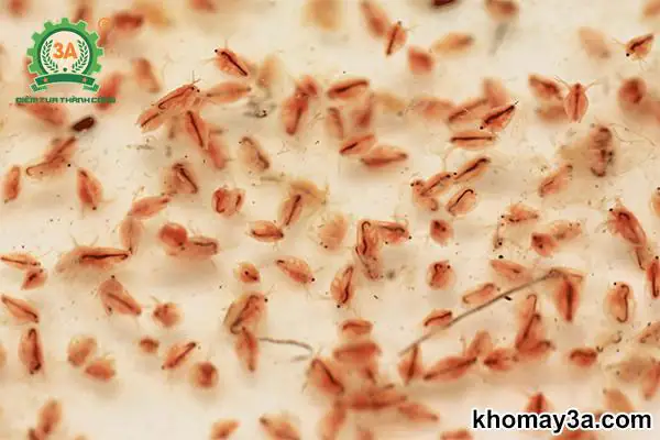 Hướng Dẫn Nuôi Bobo Toàn Diện: Bí Quyết Từ Chuyên Gia