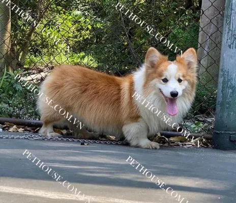 Bốn chú chó Corgi con nằm cạnh nhau, mô tả các màu lông phổ biến như tricolor và vàng trắng