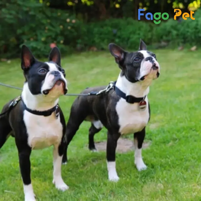 Boston Terrier, giống chó có mõm ngắn và cơ bắp