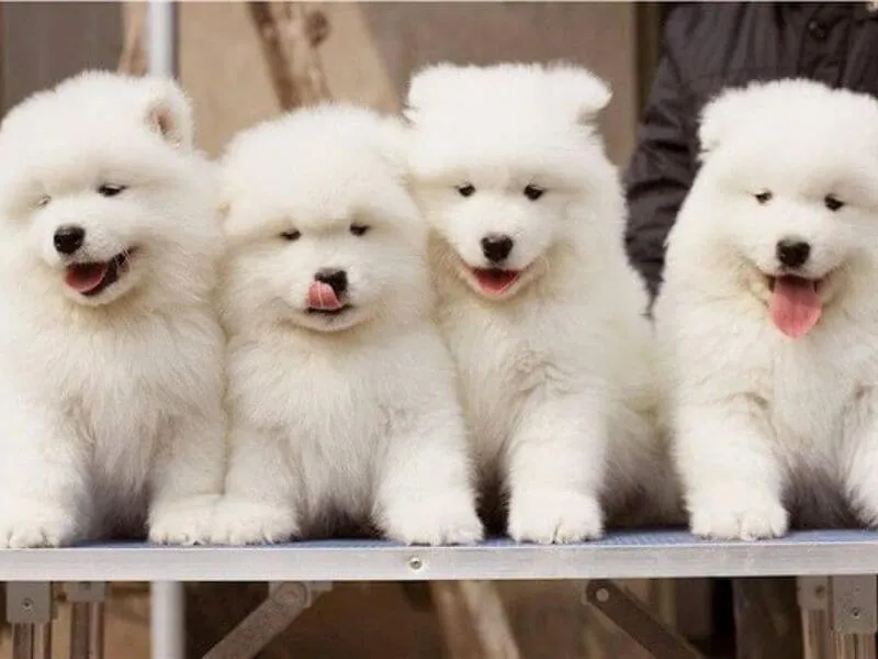 Bức ảnh chó alaska trắng nằm nghỉ ngơi sau buổi tập luyện ngoài trời