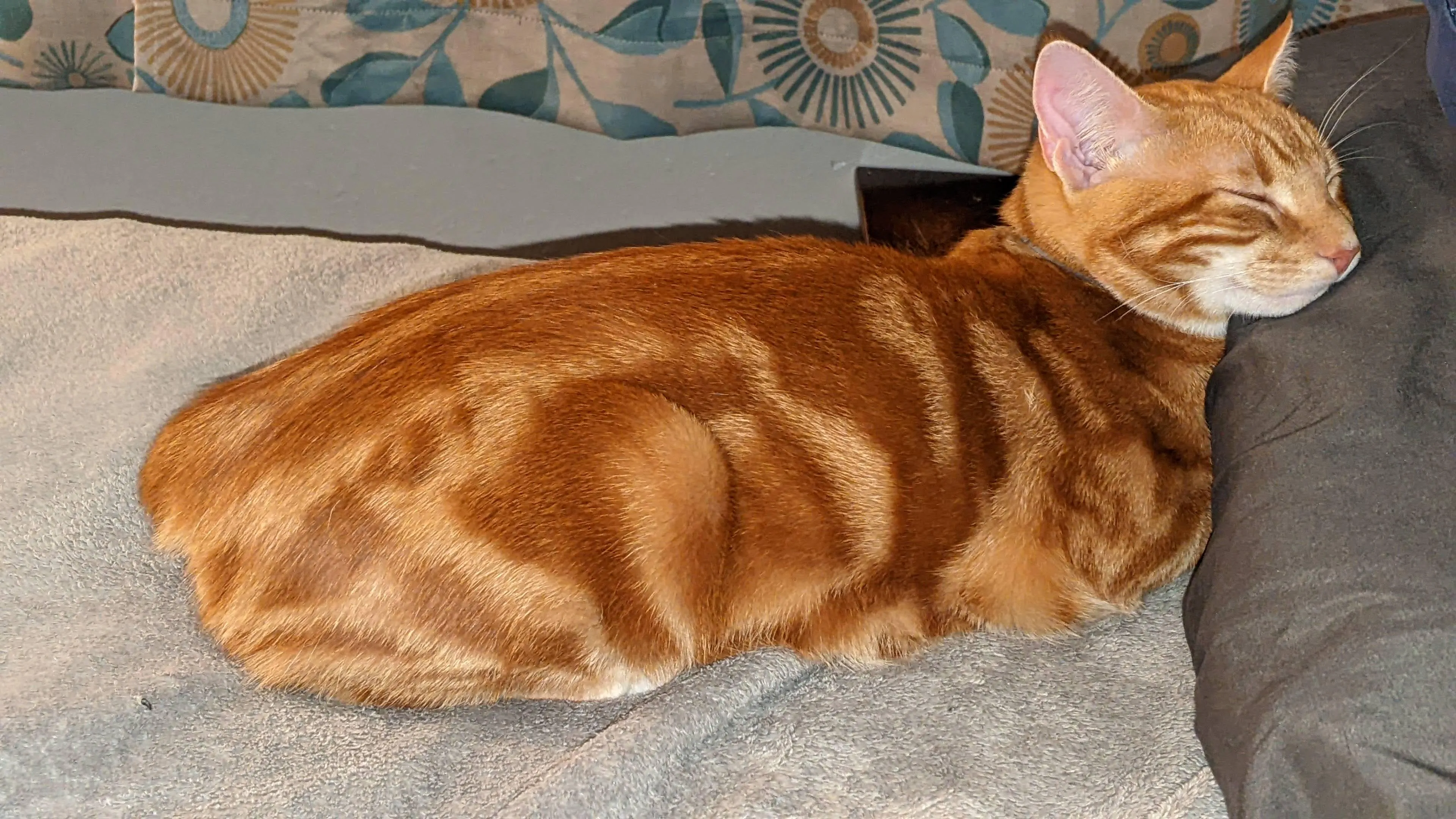 Mèo Thiến Vẫn Ham Đi Chơi: Bí Mật Đằng Sau Bản Năng Khám Phá