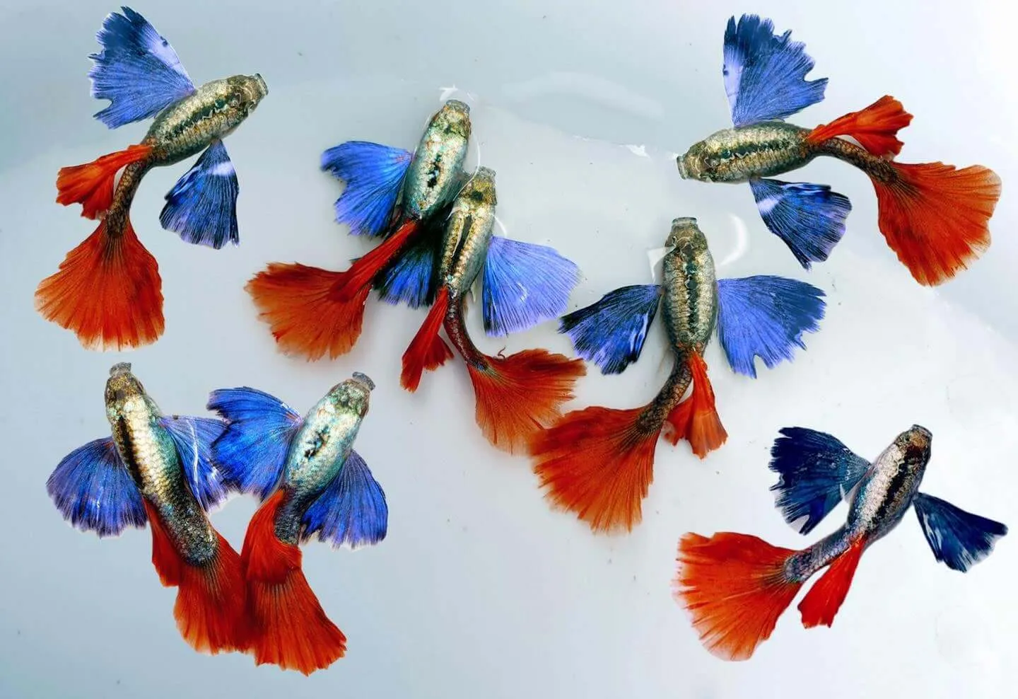 Cách Nuôi Cá Bảy Màu Đẻ Nhiều Và Bảo Vệ Cá Con Khỏe Mạnh