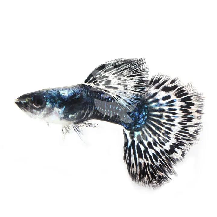 Cách Nuôi Cá Nước Ngọt Thành Công: Hướng Dẫn Toàn Diện Từ A Đến Z