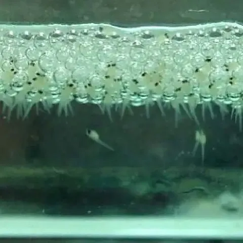 Cá betta con mới nở đang bơi lội trong bể, cần nguồn thức ăn siêu nhỏ để phát triển