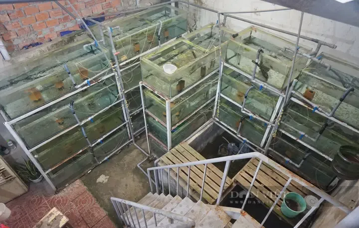 Cá cái Hà Lan Platy mang thai với bụng phình to và vết đen thai rõ rệt, sẵn sàng cho quá trình sinh sản