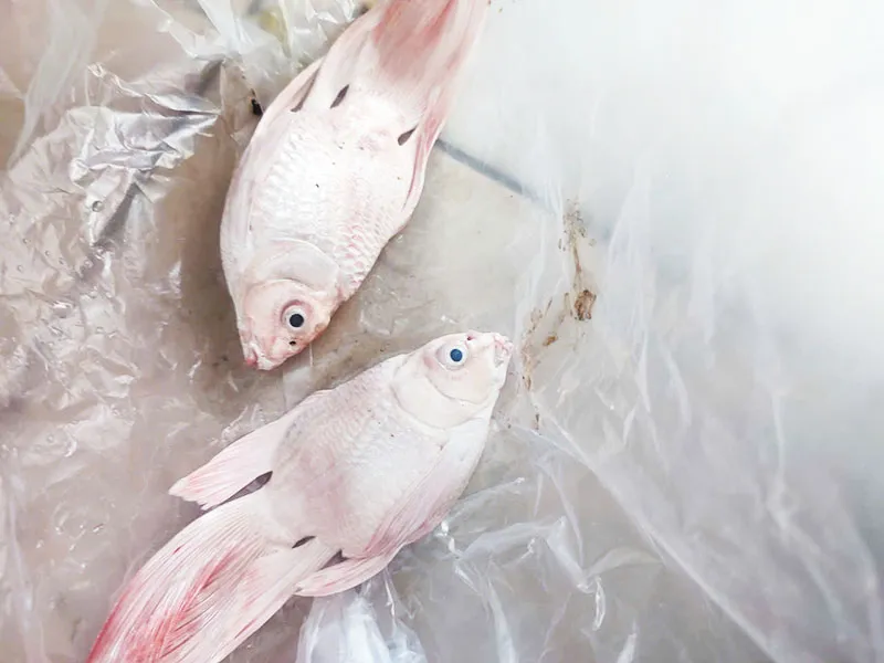 Cá cảnh bị bệnh chết do chất lượng nước kém, ảnh hưởng đến kỹ thuật hướng dẫn cách nuôi cá cảnh