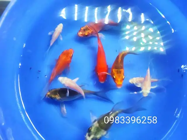 Hướng Dẫn Chi Tiết Cách Nuôi Cá Koi Mini Chuẩn Xác và Đầy Đủ Nhất