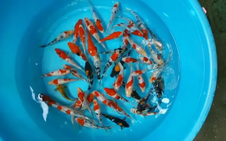 Cá chép Koi mini nhiều màu sắc bơi lội trong bể kính, minh họa cách nuôi cá chép koi mini.