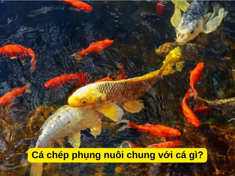 Cá chép phụng có thể nuôi chung hòa hợp với các loài cá cảnh hiền lành khác như cá vàng