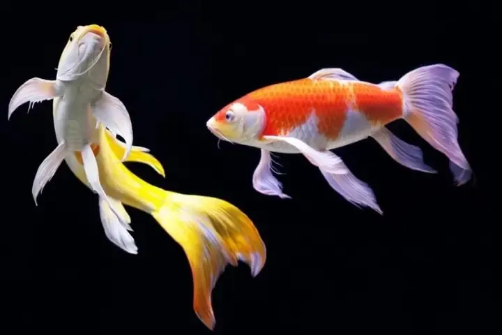 Kỹ Thuật Nhân Giống Cá Chép Vảy Rồng