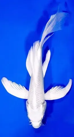 Vệ Sinh Và Thay Nước Cho Bể Cá