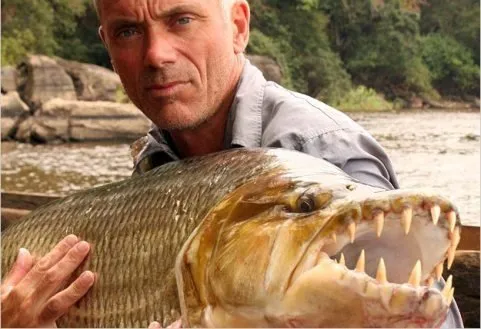 Cá hổ Congo lớn với hàm răng sắc nhọn, sinh vật nước ngọt nguy hiểm