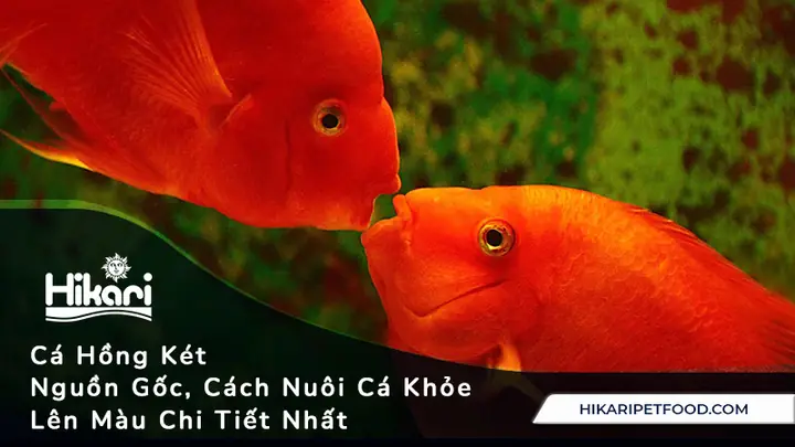Cách Nuôi Cá Hồng Két Lên Màu Đỏ Đẹp Chuẩn Phong Thủy
