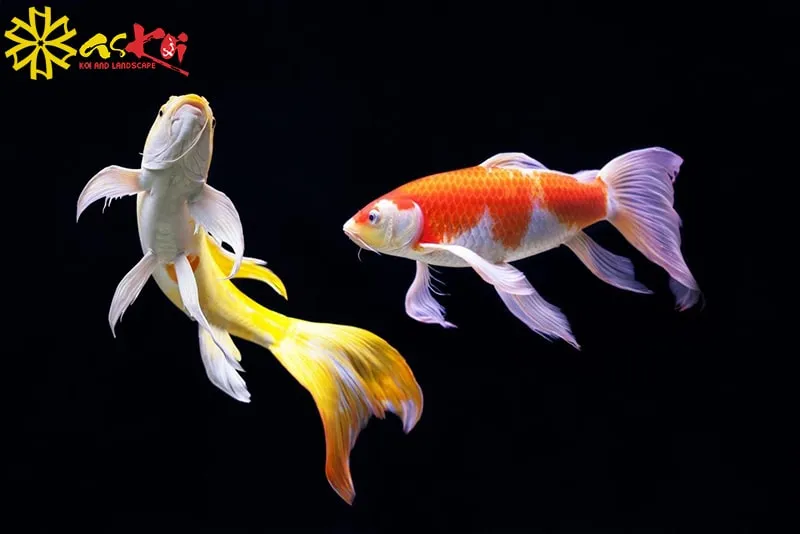 Cá koi bướm với vây và đuôi dài, uyển chuyển, thích hợp cho việc nuôi cảnh trong bể kính