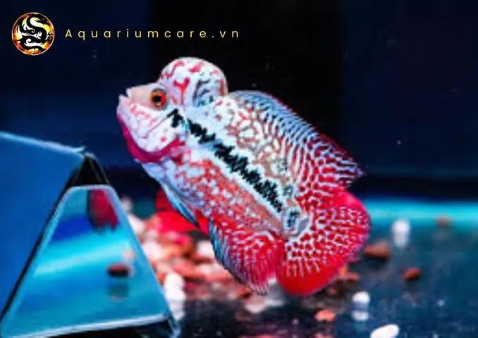 Cách Nuôi Cá La Hán Lên Đầu Đỉnh Cao: Hướng Dẫn Chăm Sóc Toàn Diện