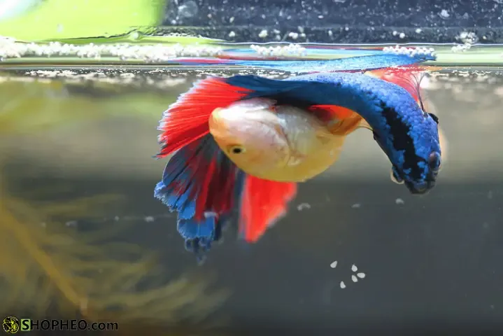 Mẹo nhỏ giúp ép cá đá thành công: