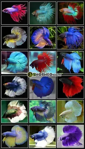 Các giống cá xiêm nổi tiếng