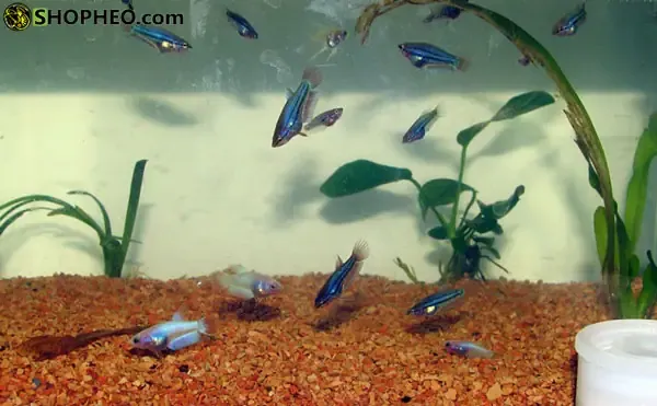 Mẹo giúp cá đá sinh sản và cách chăm sóc cá con