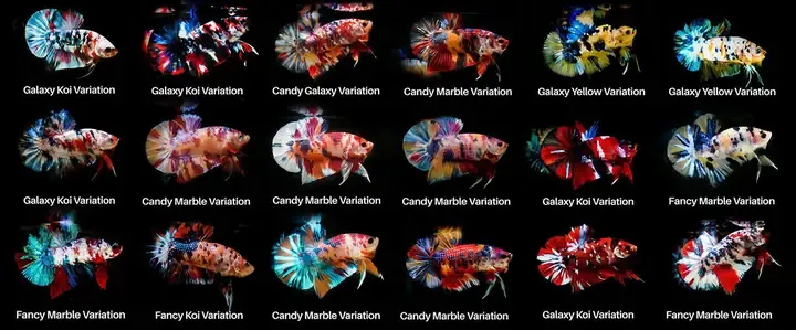 Nguồn gốc của cá xiêm