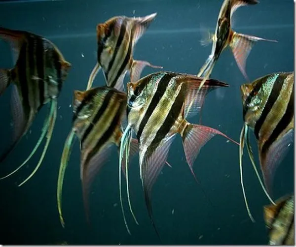 Cá thần tiên 3 vạch (Pterophyllum) trưởng thành bơi trong bể thủy sinh, minh họa các biến thể phổ biến trong kỹ thuật nuôi cá cảnh.