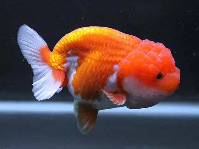 Hướng Dẫn Nuôi Cá Vàng Đầu Lân Chi Tiết Từ A-Z