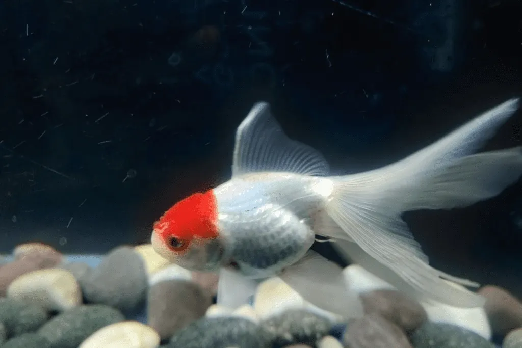 cá vàng trong bể nhỏ