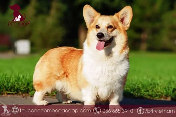 Các bệnh về cột sống và da thường gặp ở giống chó Corgi