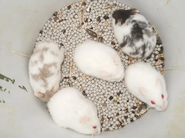 Các biểu hiện bệnh lý thường gặp ở chuột Hamster, cần lưu ý khi chăm sóc