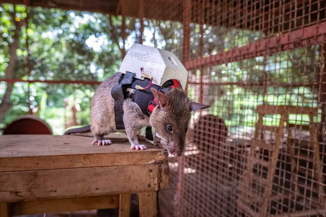 Các chú chuột HeroRats trong chương trình huấn luyện của APOPO.