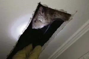 Các giải pháp tối ưu cho cách diệt chuột trên trần nhà thạch cao và la phông