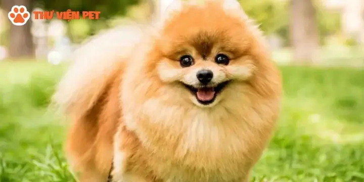 Các Trại Chó Poodle Hà Nội Uy Tín: Hướng Dẫn Chọn Lọc Toàn Diện