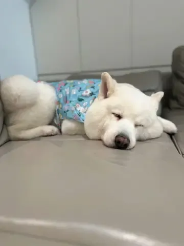 Các giống chó cảnh Việt Nam thuần chủng và lai tạo phổ biến