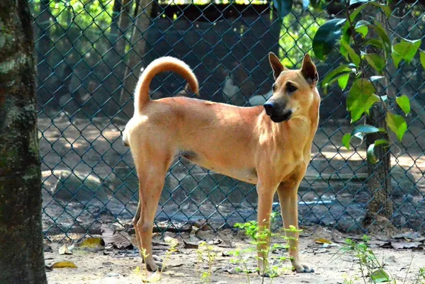 các giống chó phú quốc lai phổ biến tại việt nam, thể hiện sự đa dạng về ngoại hình