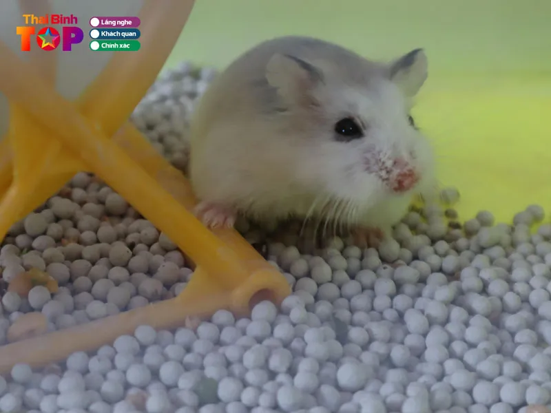 Các giống chuột Hamster khỏe mạnh được chăm sóc tại shop hamster Thu Phương