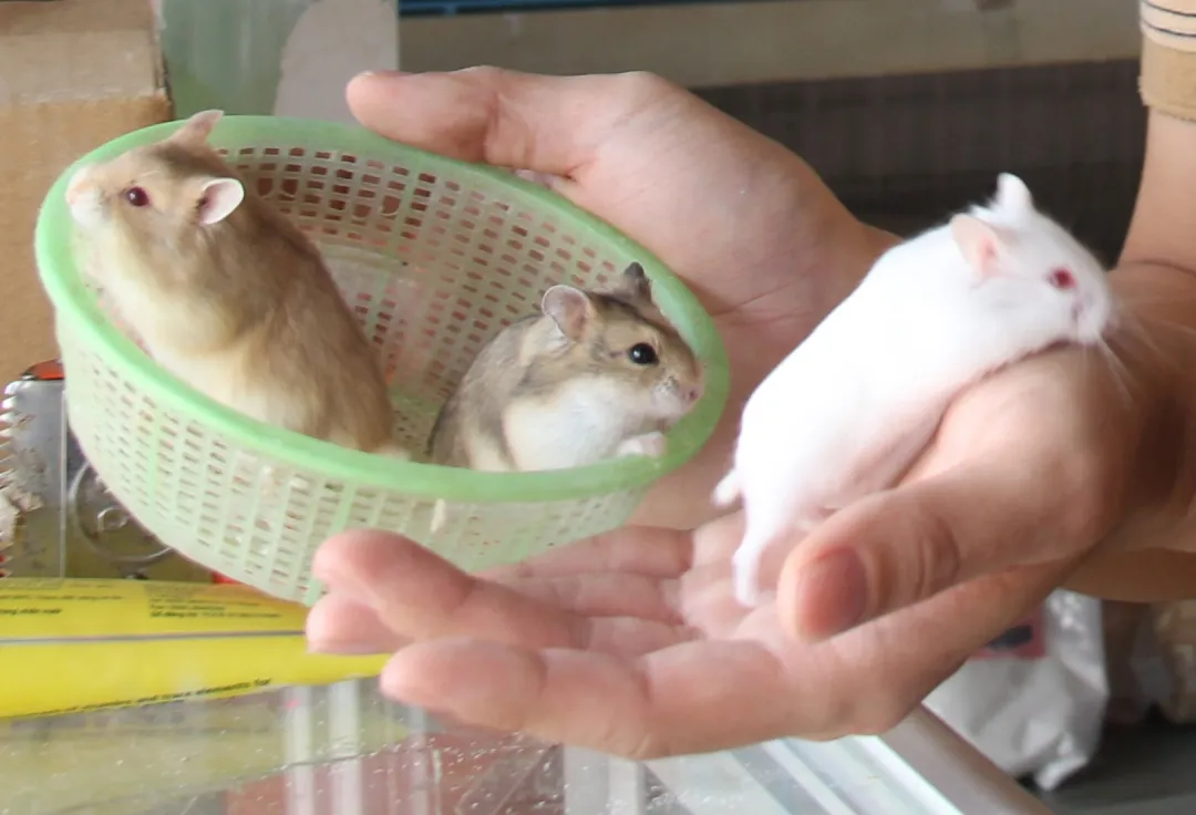 Các giống Hamster phổ biến nhất tại Đắk Lắk như trắng, trà sữa nâu và xám